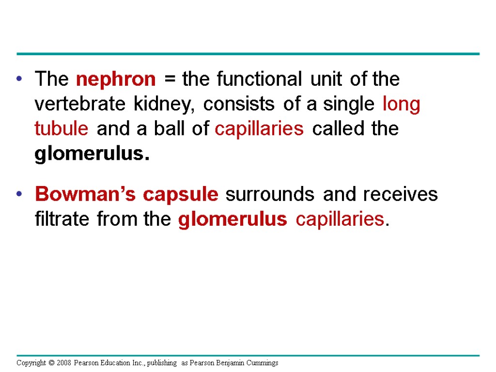 The nephron = the functional unit of the vertebrate kidney, consists of a single
